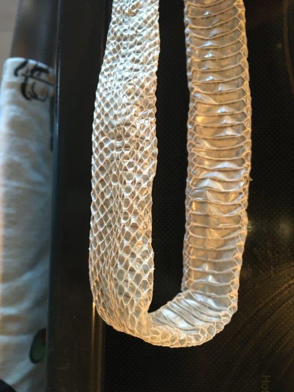 Gainesville snake skin