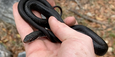Gainesville snake