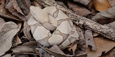 Gainesville snake